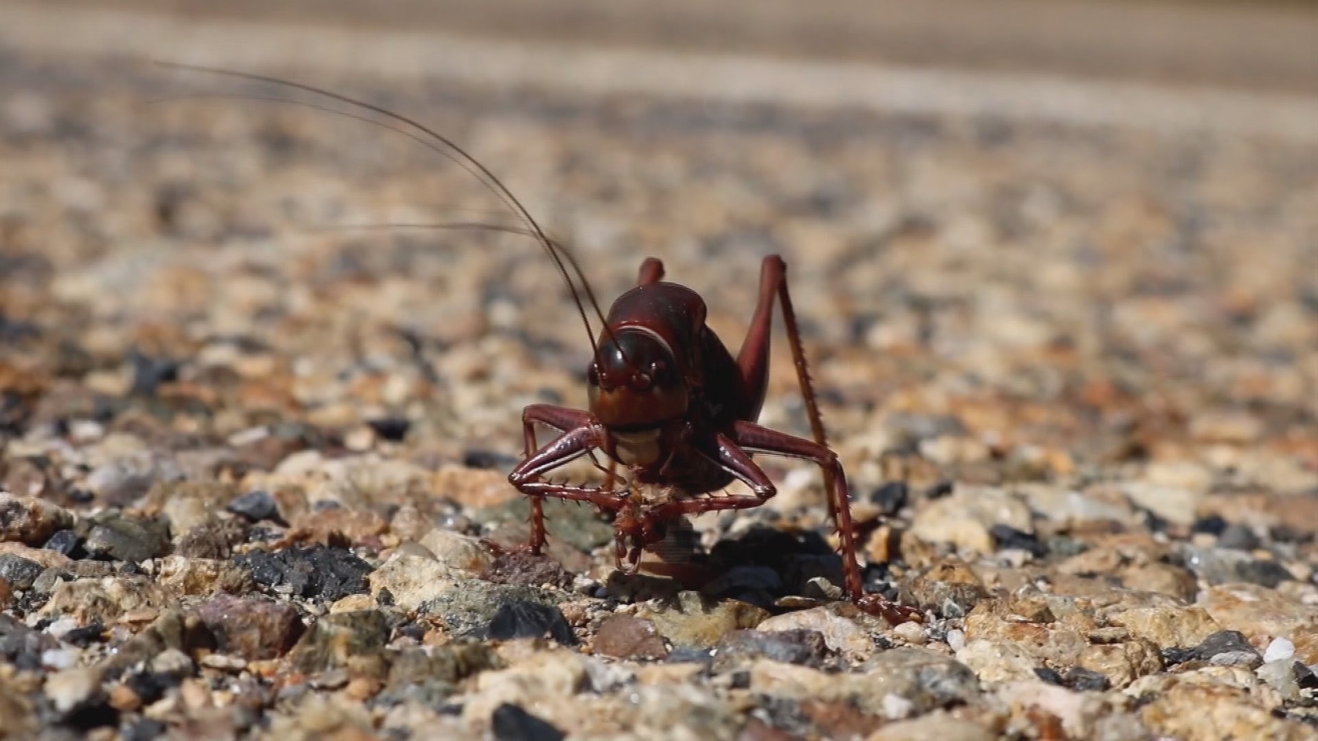 Mormon crickets on Idaho 71